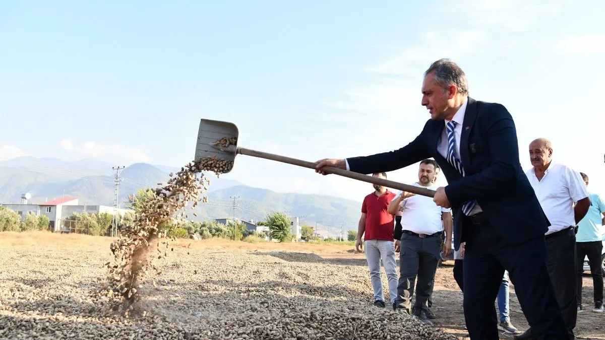 Osmaniye’de “Yer Fıstığı Festivali” coşkusu yaşanacak